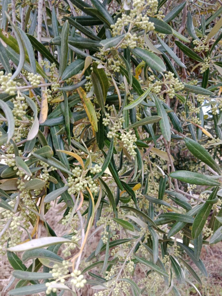 Blüten der Oliven