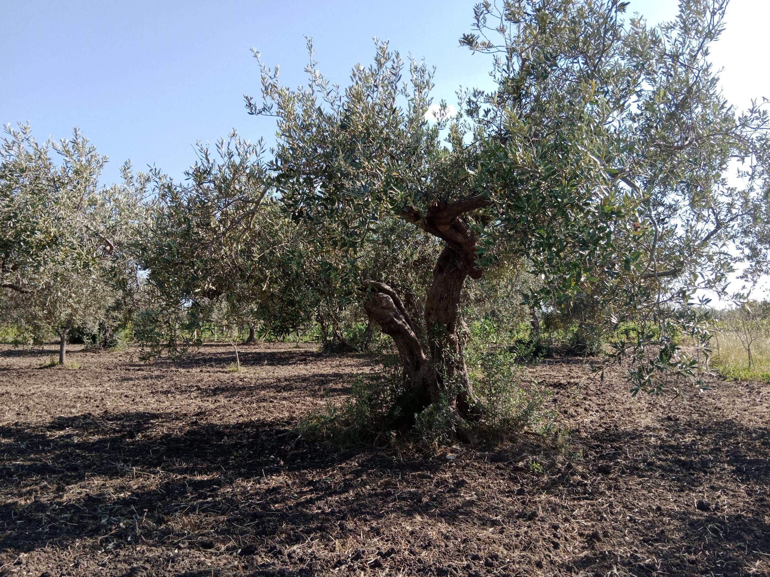 Grundstück mit Olivenbäumen