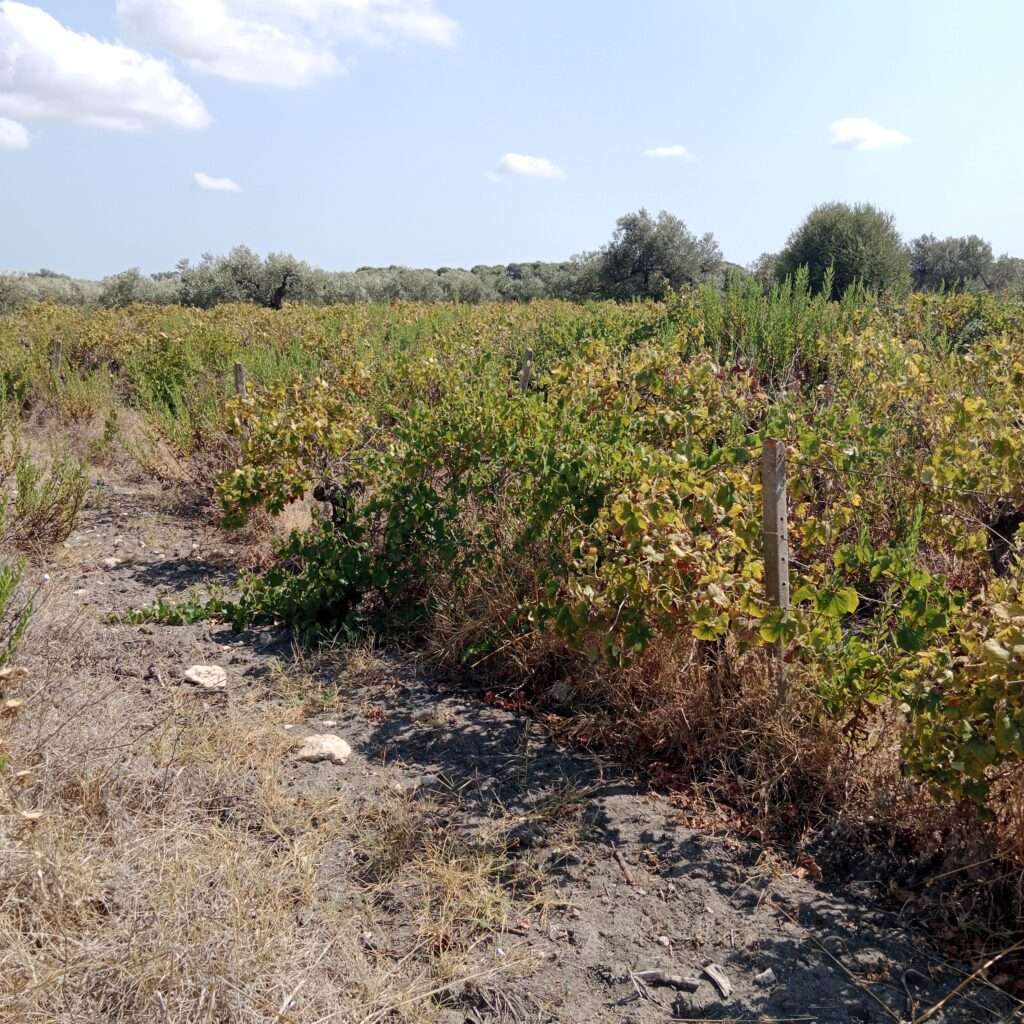 Weinreben