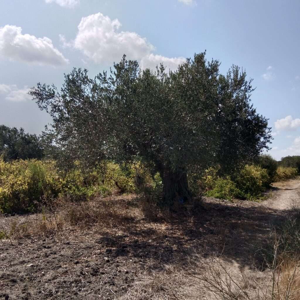 Weinreben mit Olivenbaum