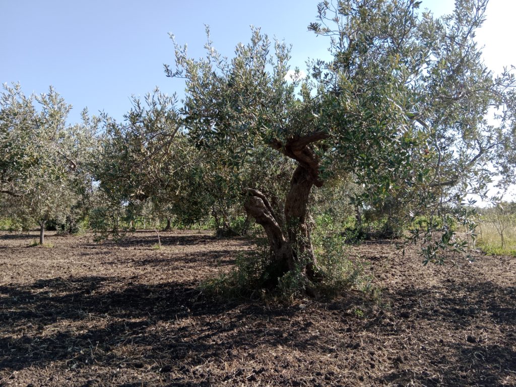 Jahrhundertealter Olivenbaum
