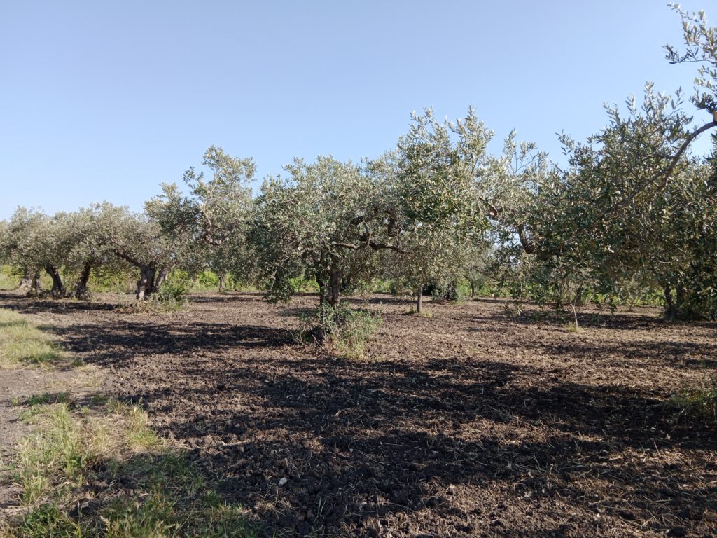 Grundstück 1.000 m²