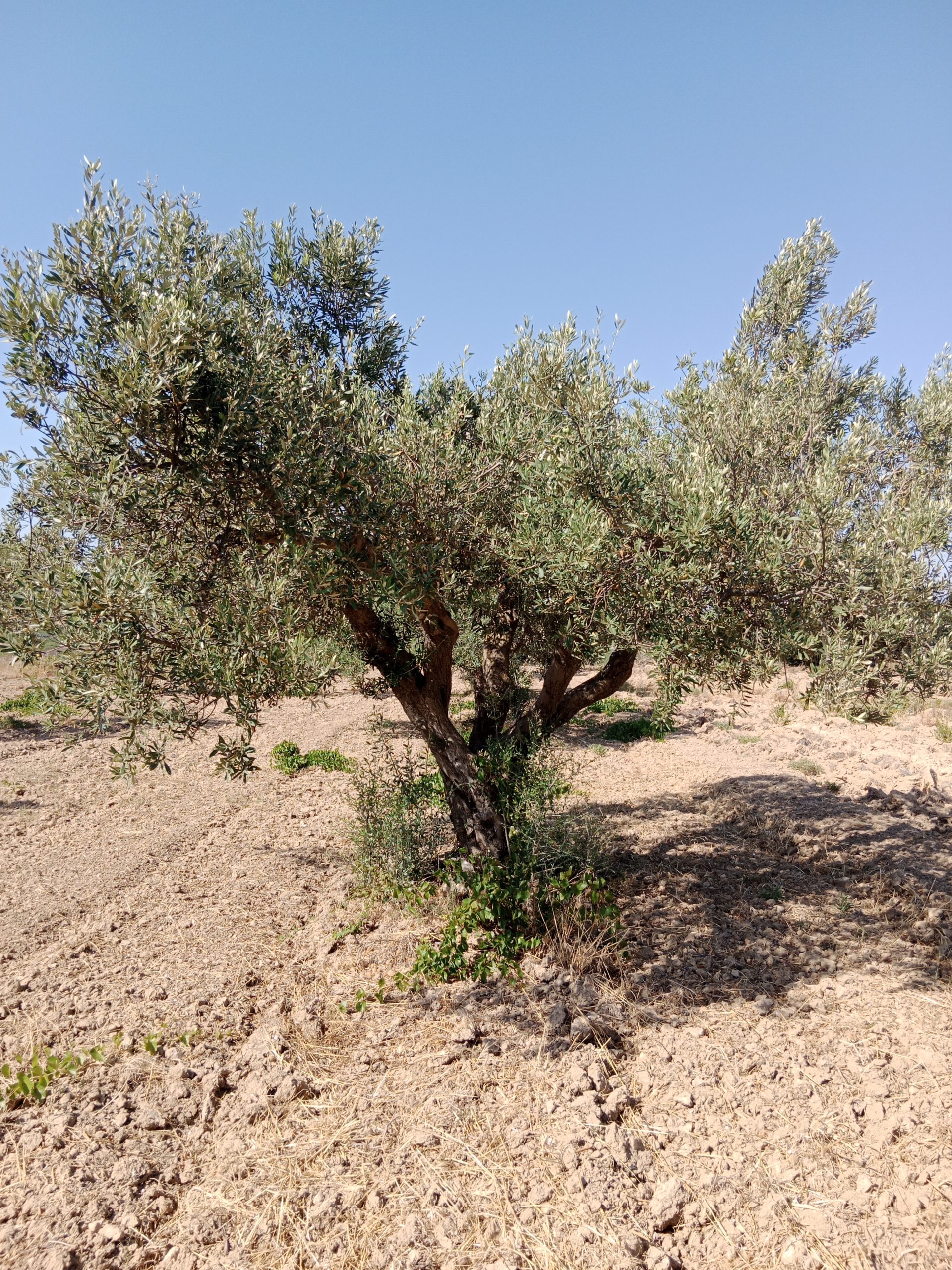 Olivenhain sehr gepflegt