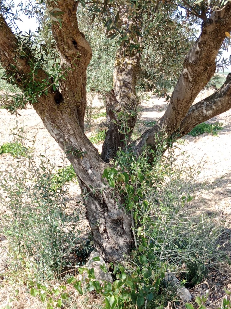 Typischer Stamm eines Olivenbaumes