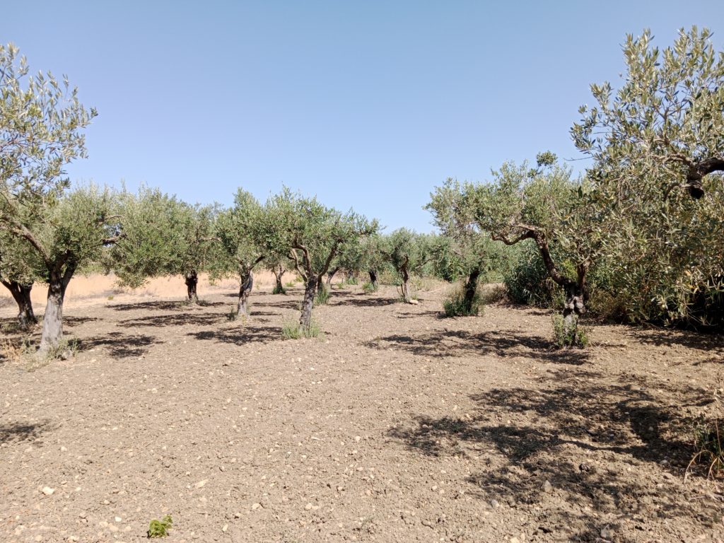 Grundstück mit Olivenbäumen