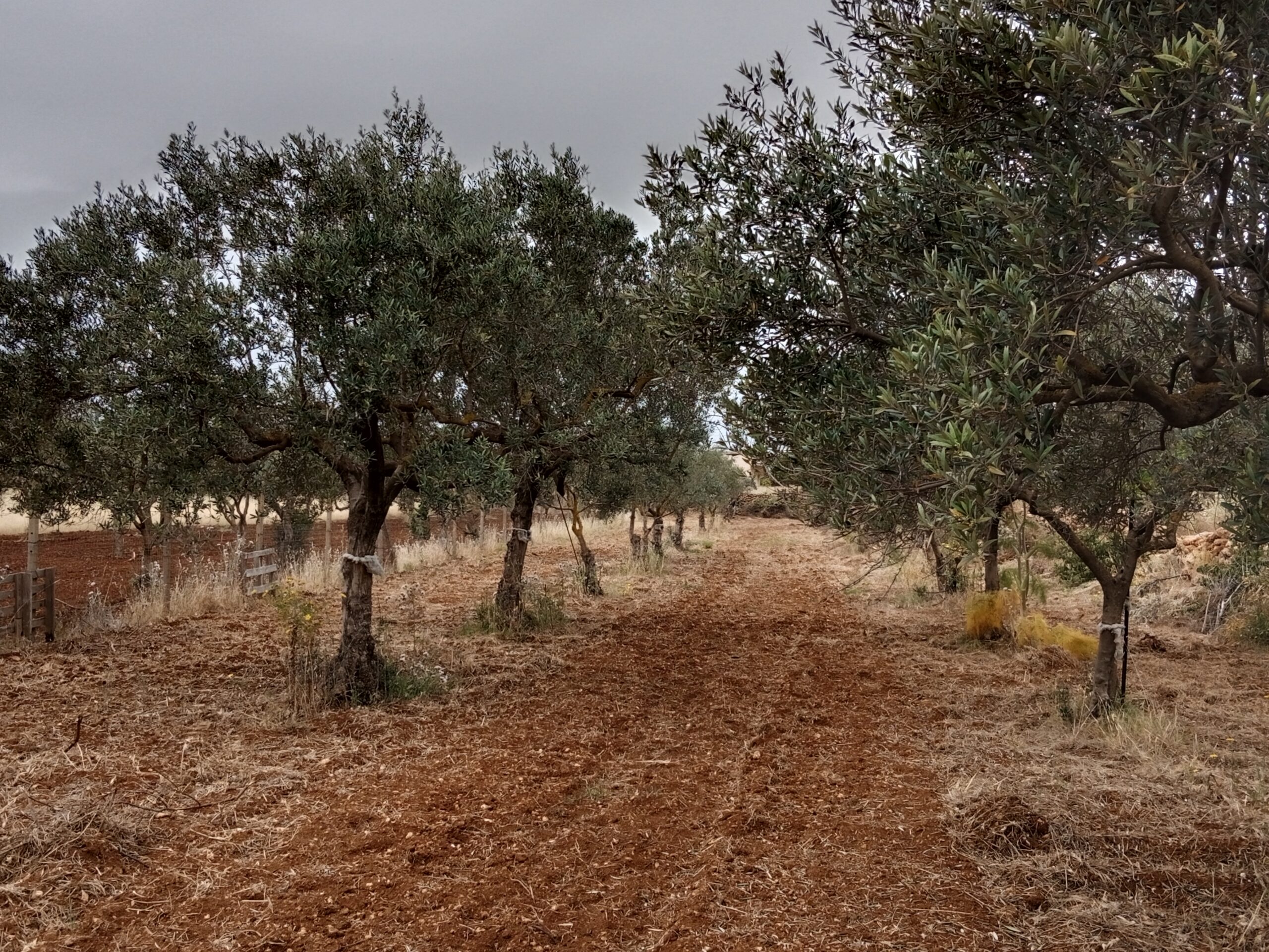 Olivenhain mit Mandelbäumen