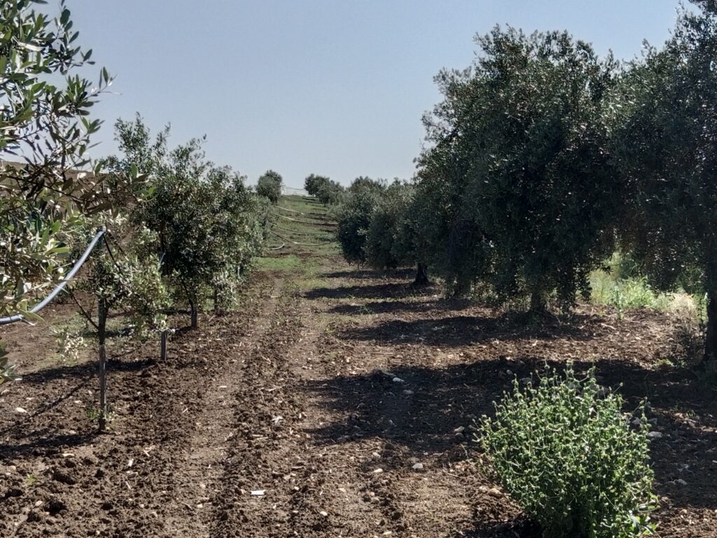 Hundertjährige Olivenbäume