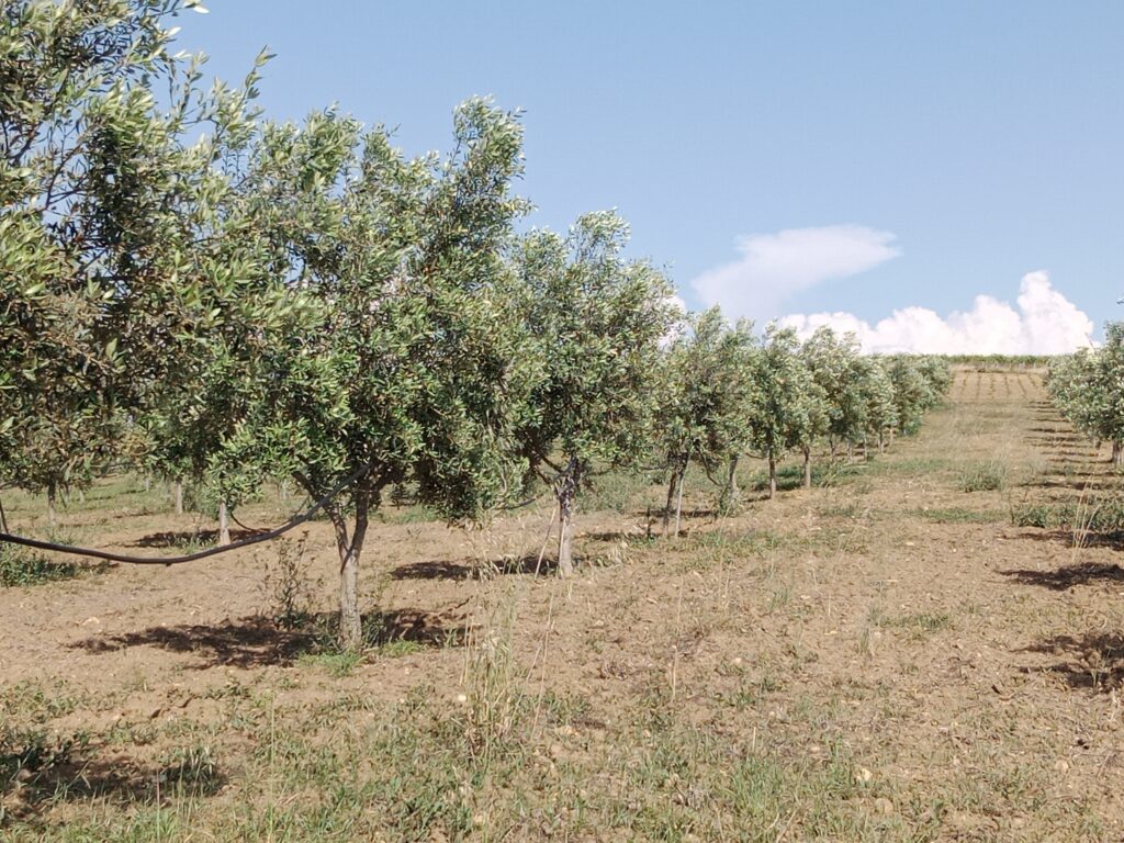 Grundstück mit jungen Olivenbäumen