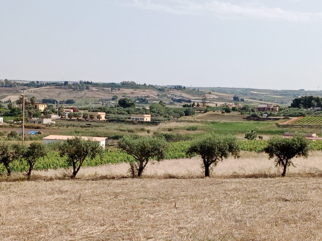 Olivenbäume und Blick auf die Umgebung