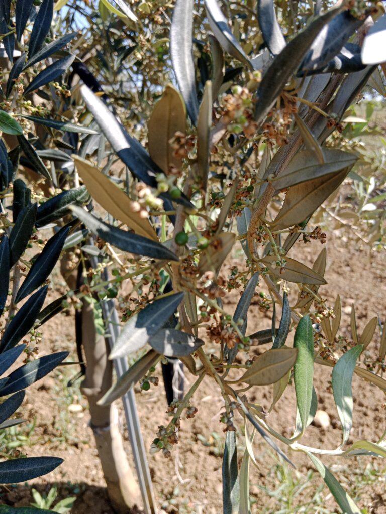 Blüten am Olivenbaum