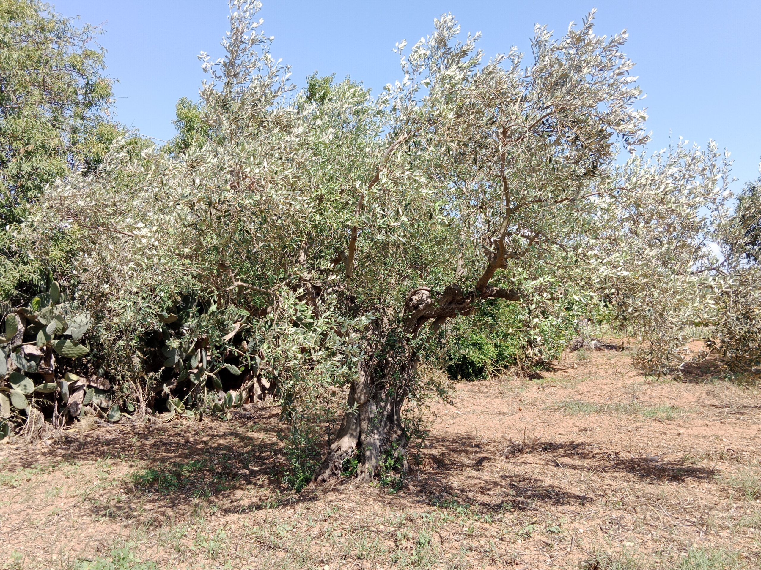 Olivenhain mit Brunnen in Mazara del Vallo
