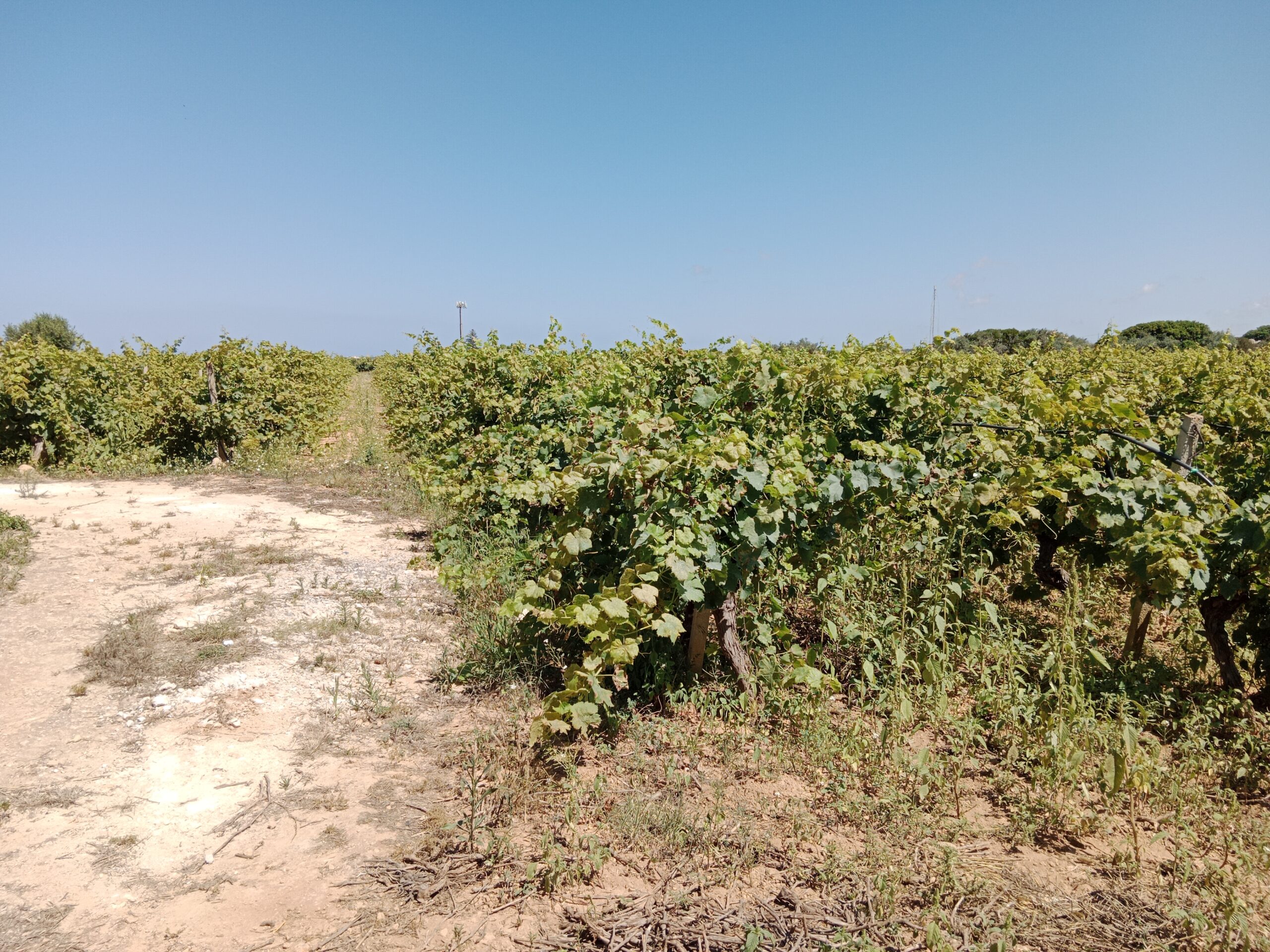 Weingrundstück mit Bauplatz in Petrosino