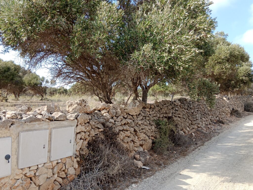 Außenmauer mit Olivenbäume