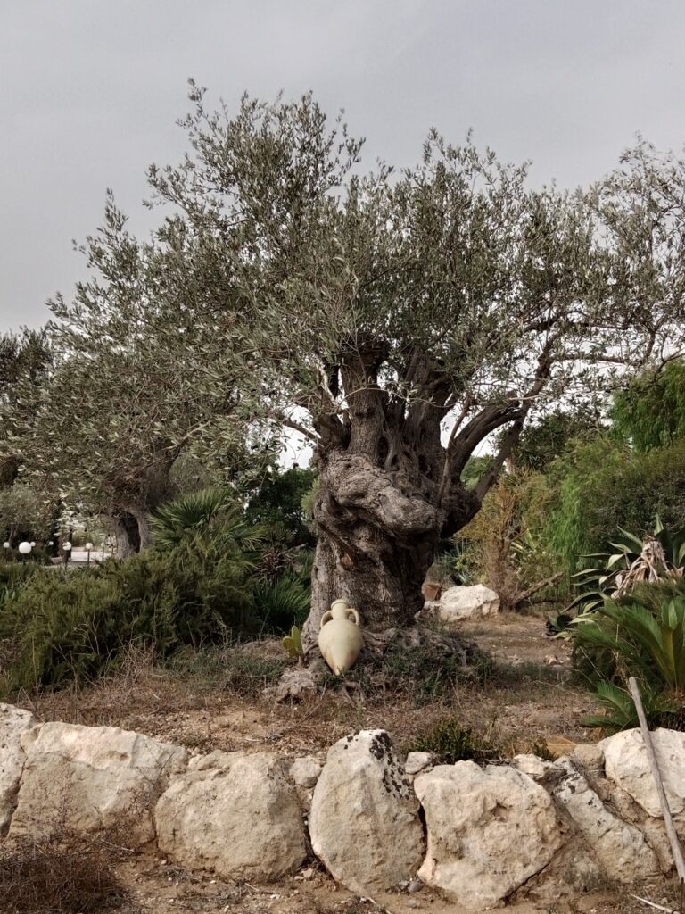 400 Jahre alter Olivenbaum im Garten