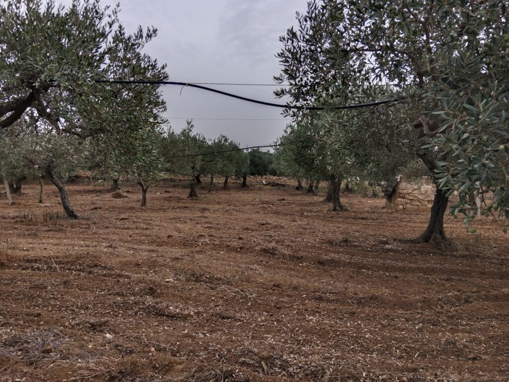 Olivenbäume mit Bewässerungsschläuchen