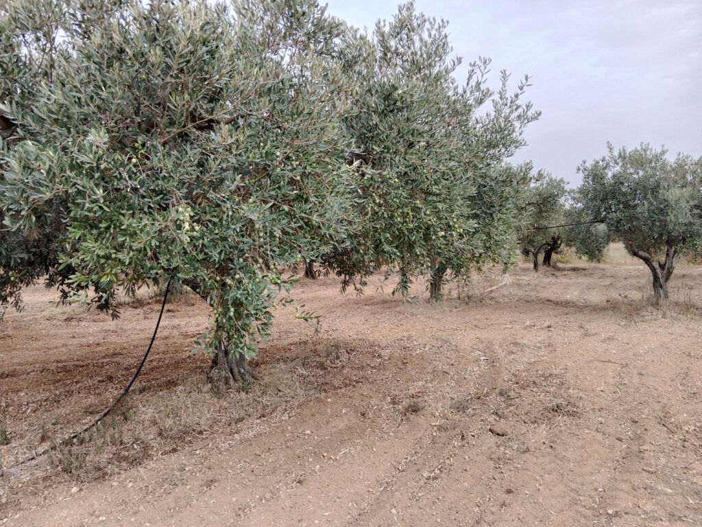 Olivenbäume der Sorte Nocellara di Belice