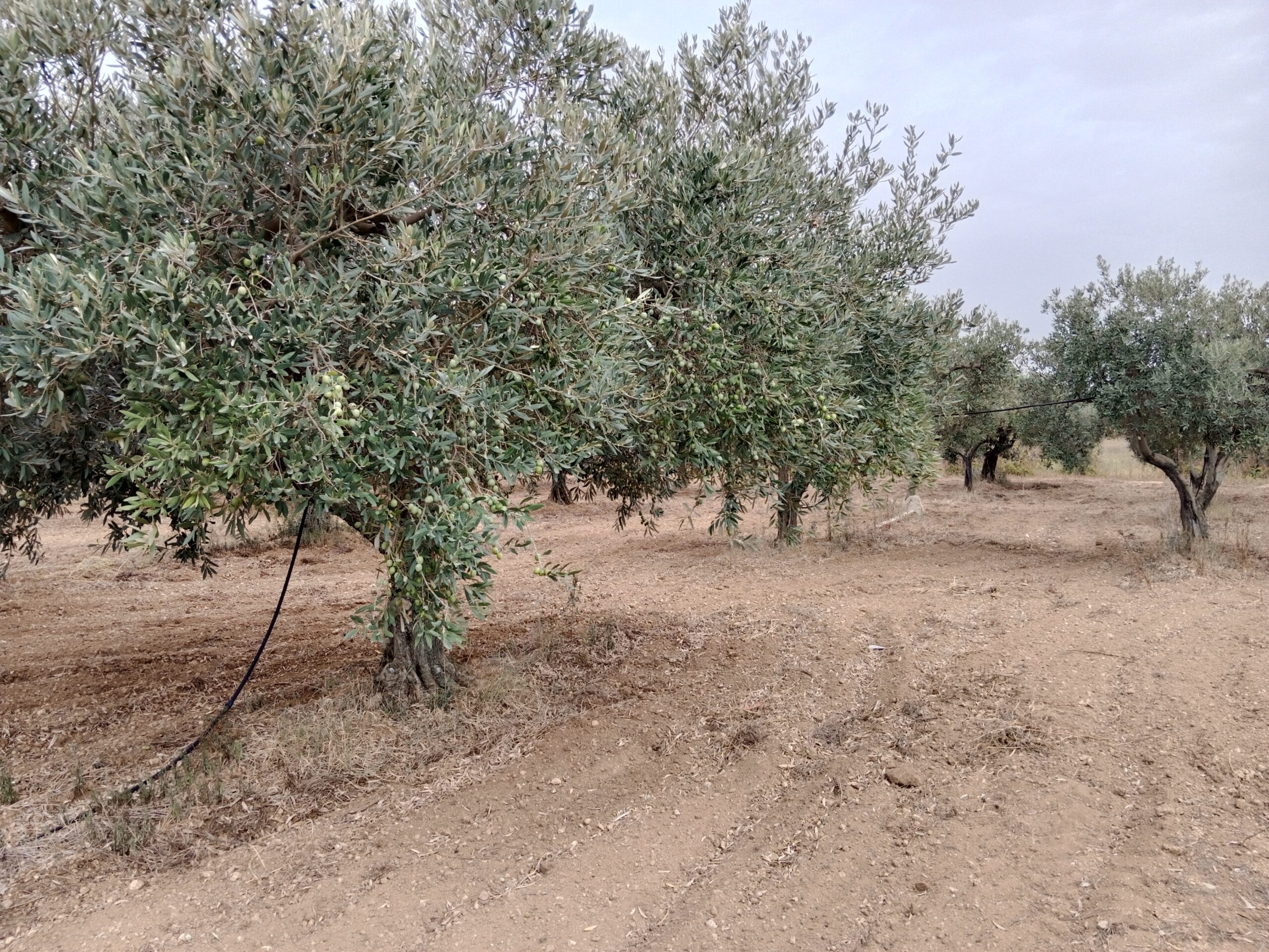 Rebengrundstück mit Olivenbäumen und Rustico nahe Strand von Triscina