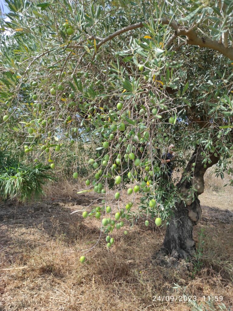 Olivenbaum mit Oliven