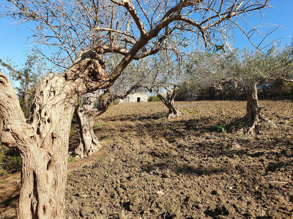 Olivenbäume mit Blick auf das Rustico