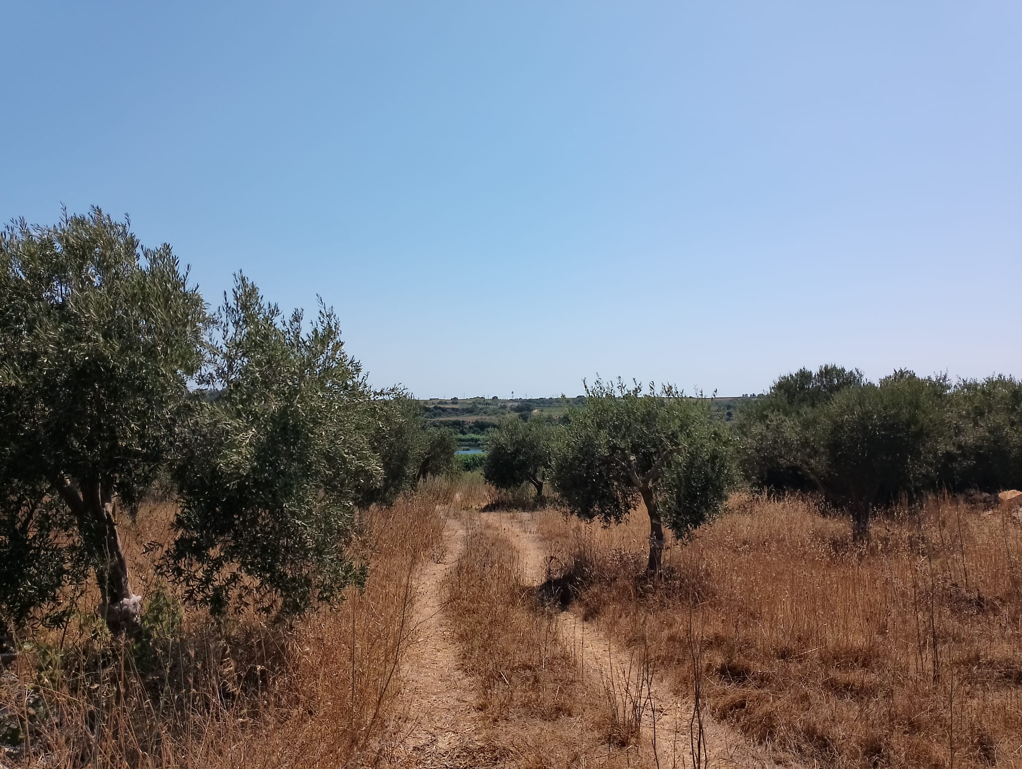 Olivenhain im Naturschutzgebiet der Gorghi Tondi von Mazara