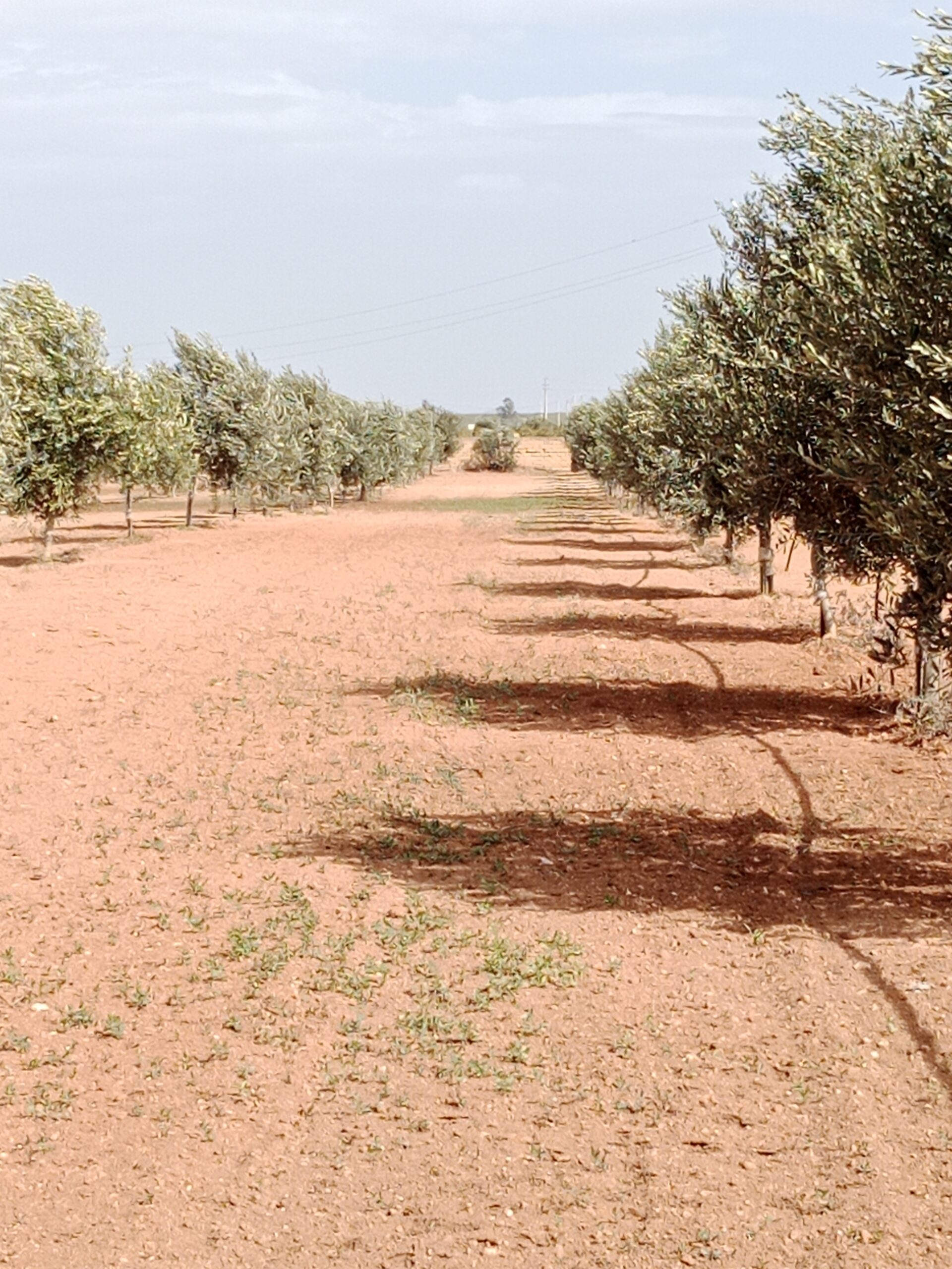 Olivenhain mit über 180 Olivenbäumen in Mazara. Junge und gesunde Olivenbäume, hier kann in Zukunft viel Olivenöl erwartet werden.