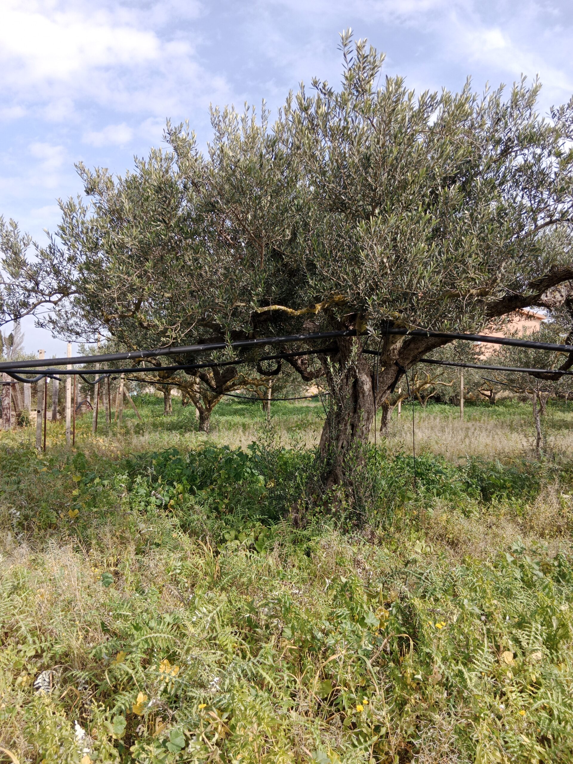 Olivenhain in der Stagnone von Marsala