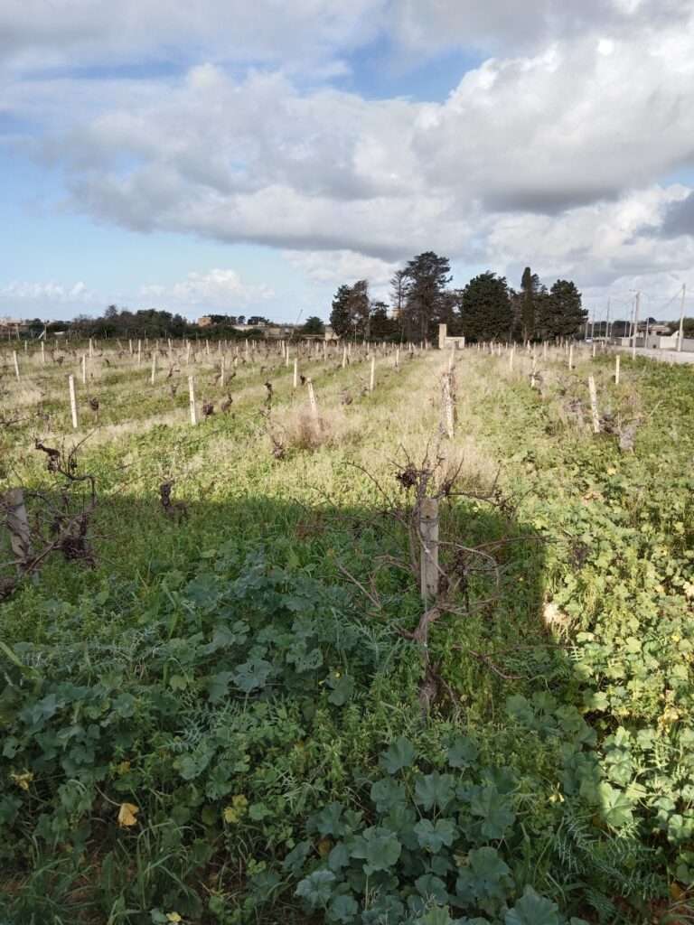 Weinreben