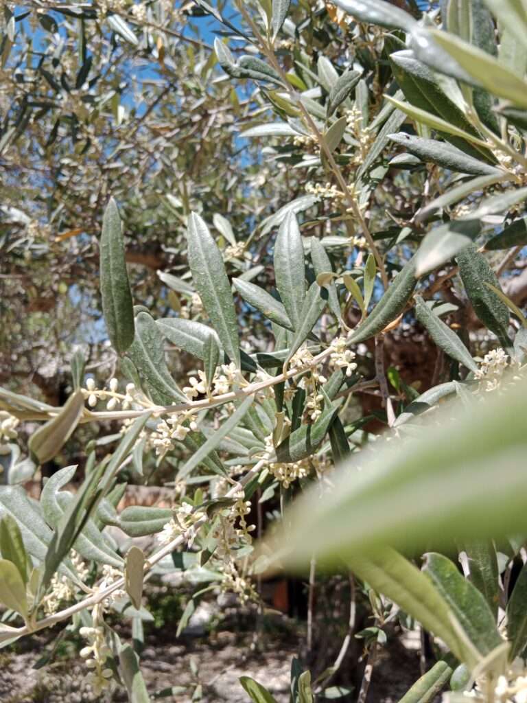 Blüte