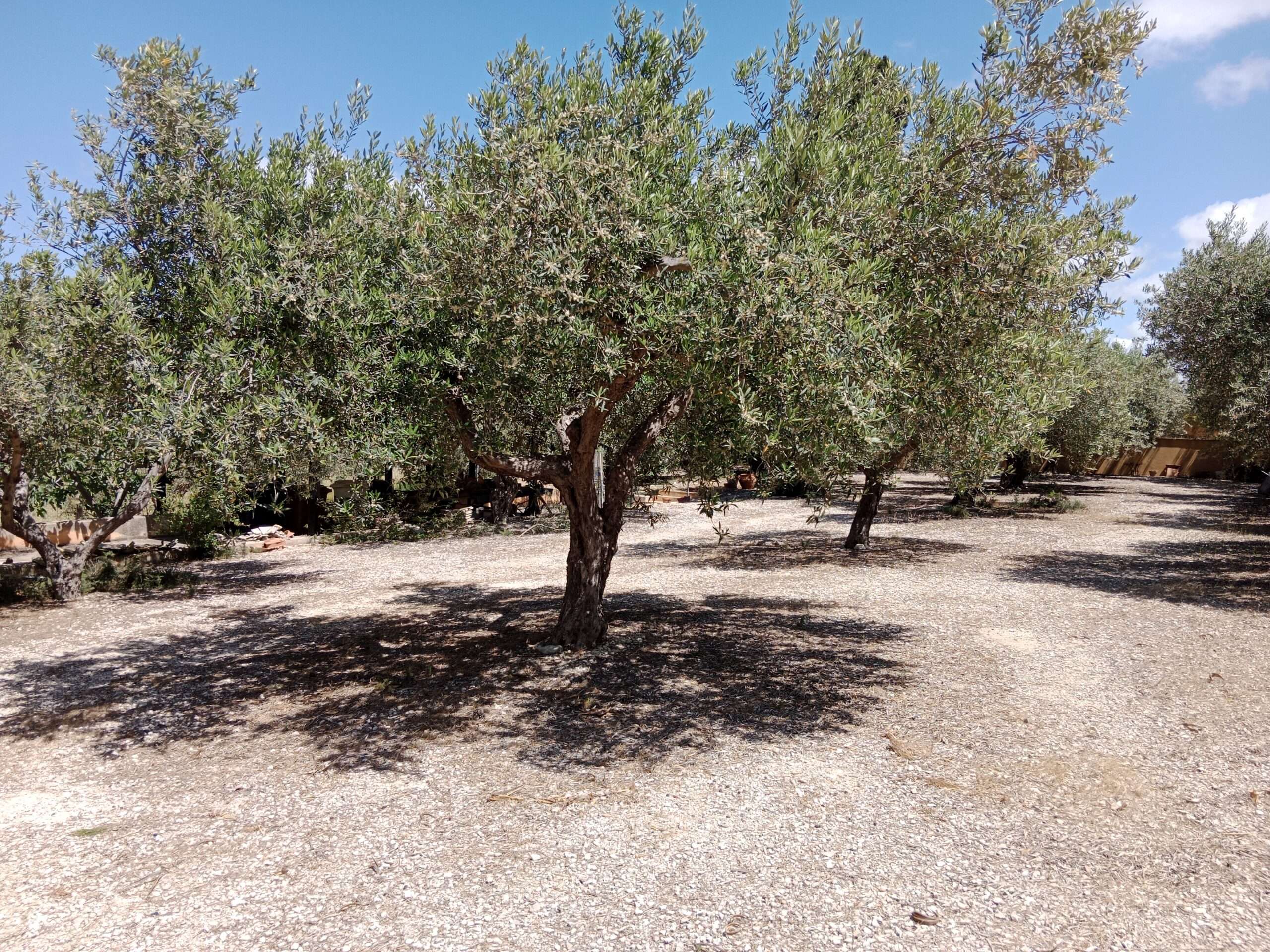 Großer Olivenhain in Paceco