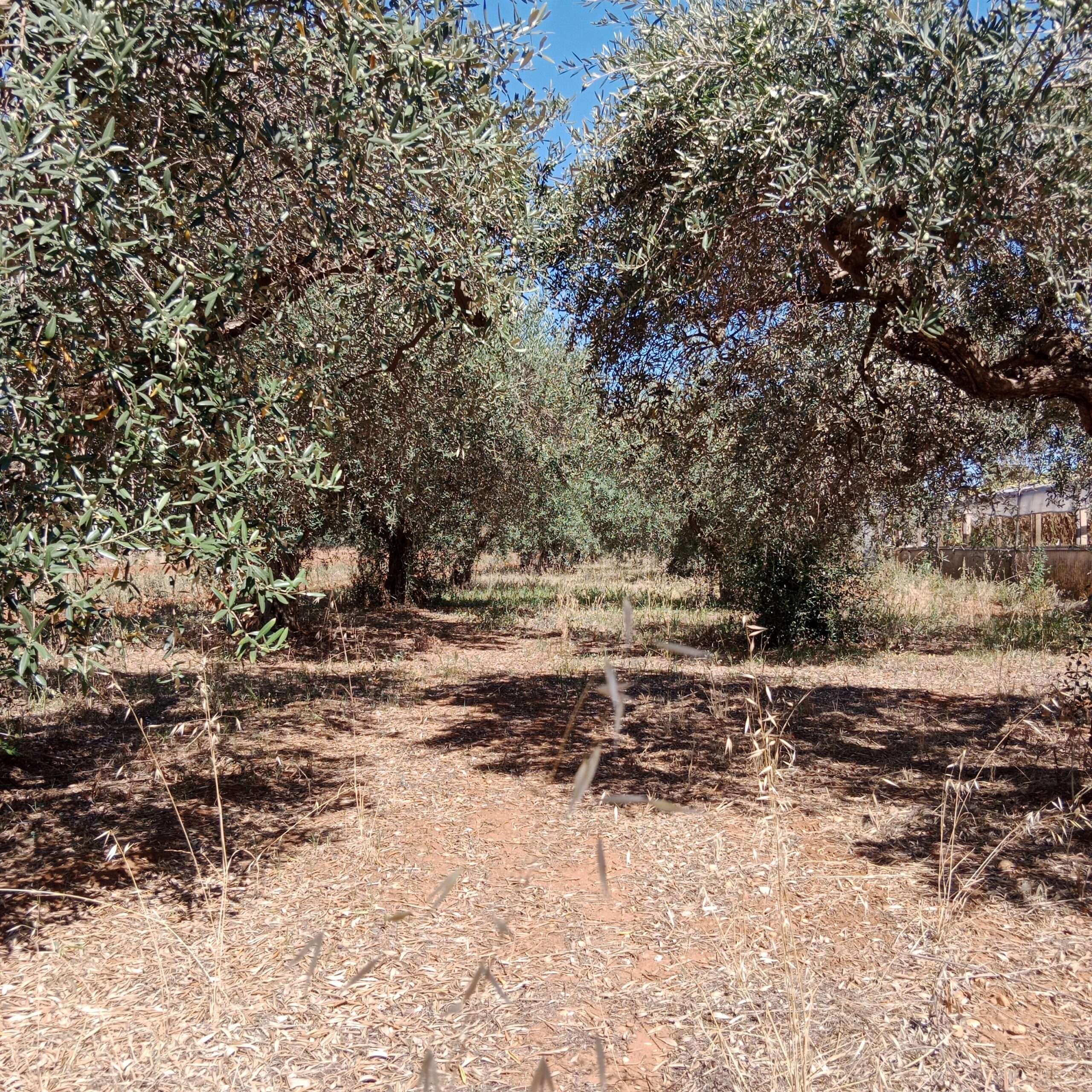Olivenhain in Höhenlage von Marsala