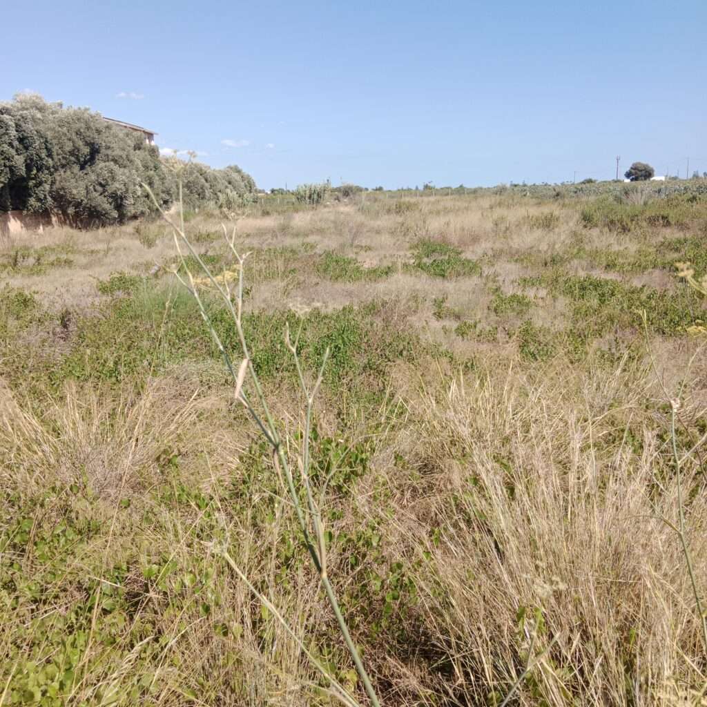 Landwirtschaftliches Grundstück mit Baumöglichkeit in Mazara del Vallo