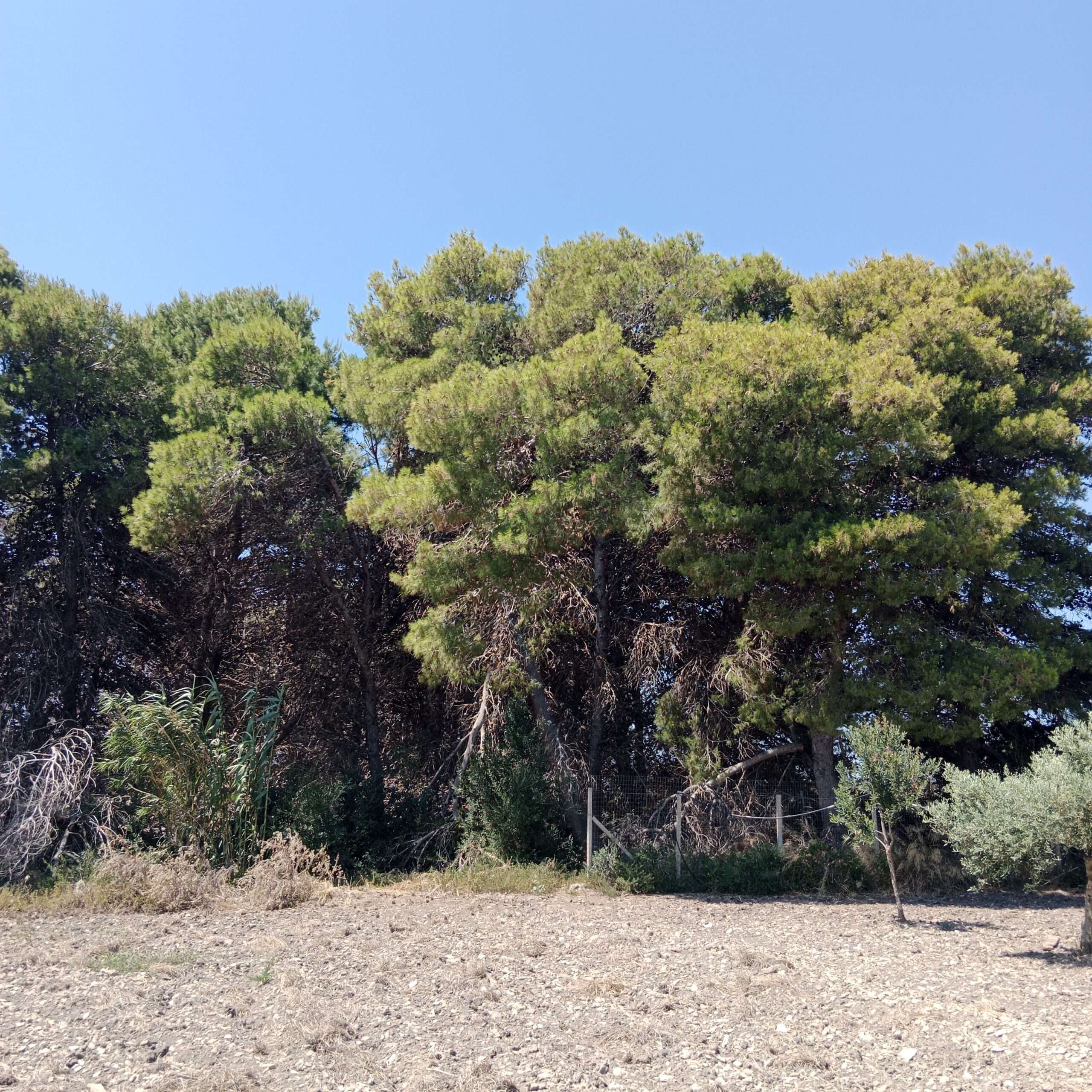 Bewaldetes Grundstück in der Stagnone von Marsala