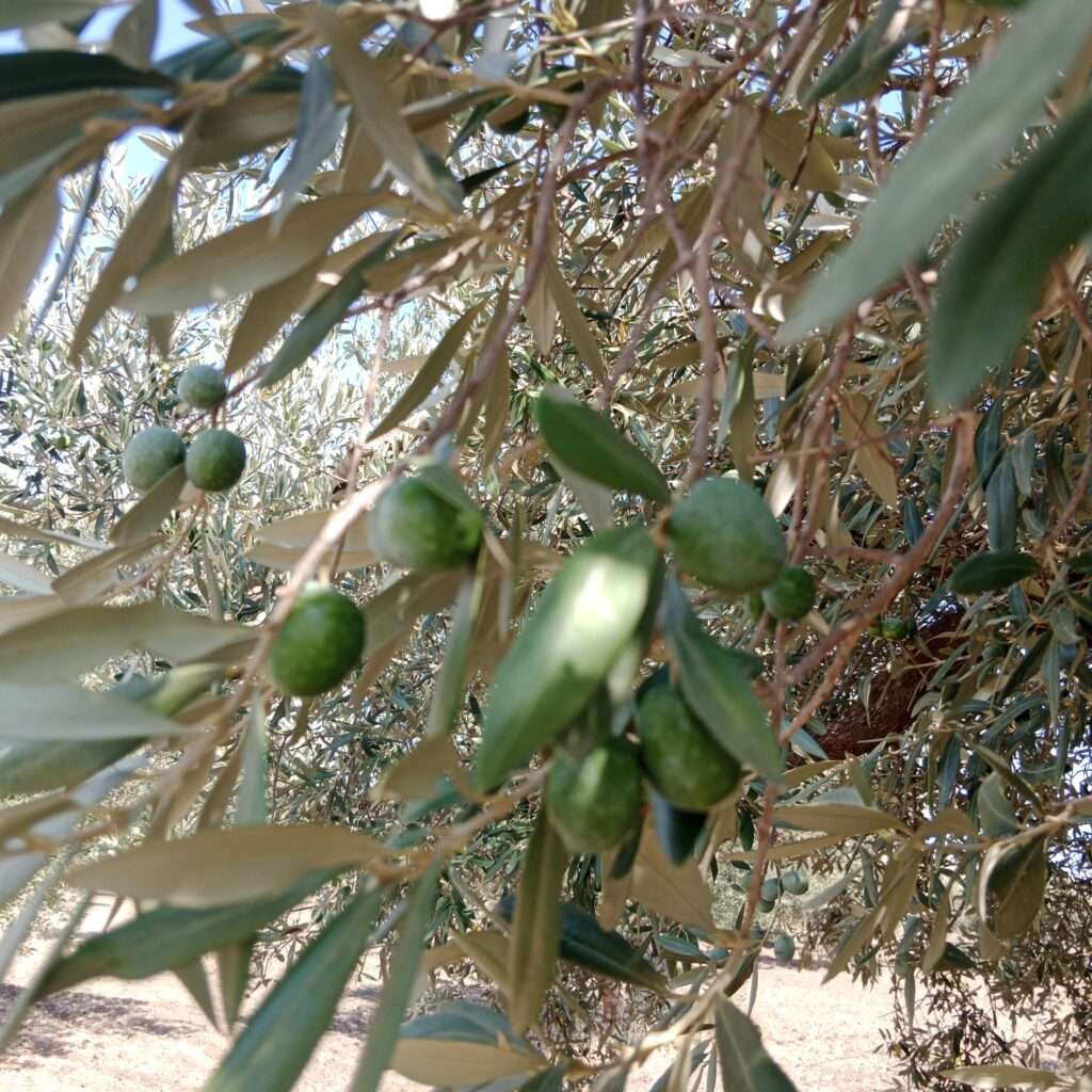 Nocellara del Belice
