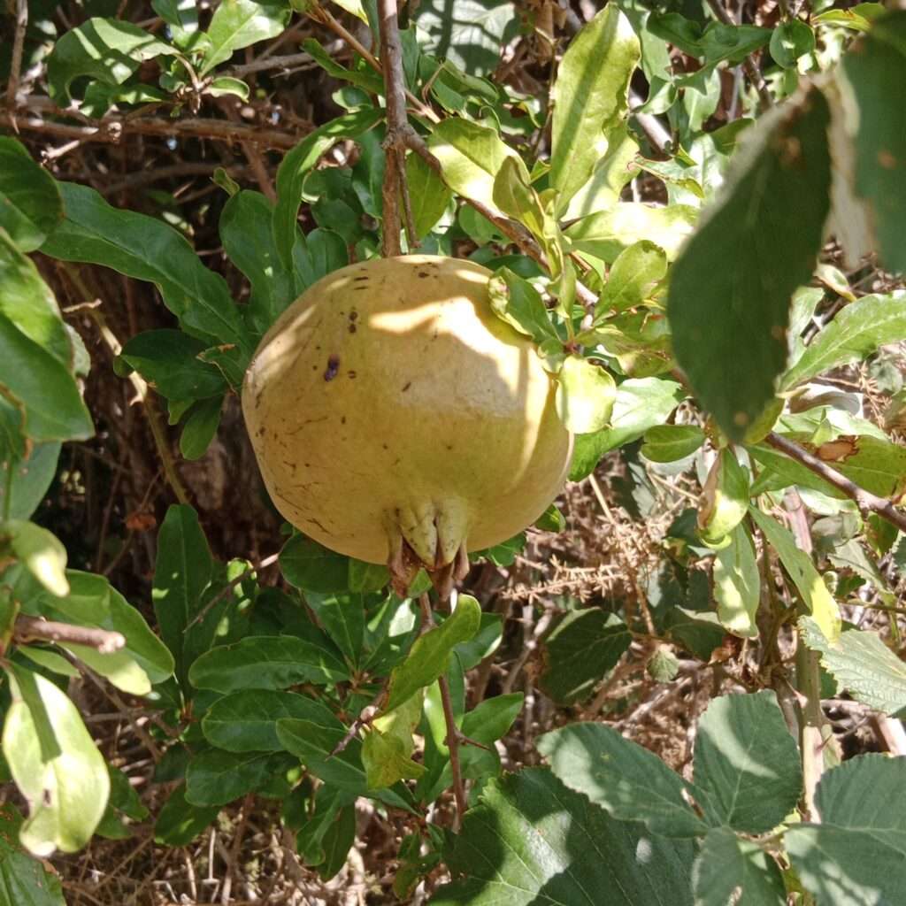 Granatapfel