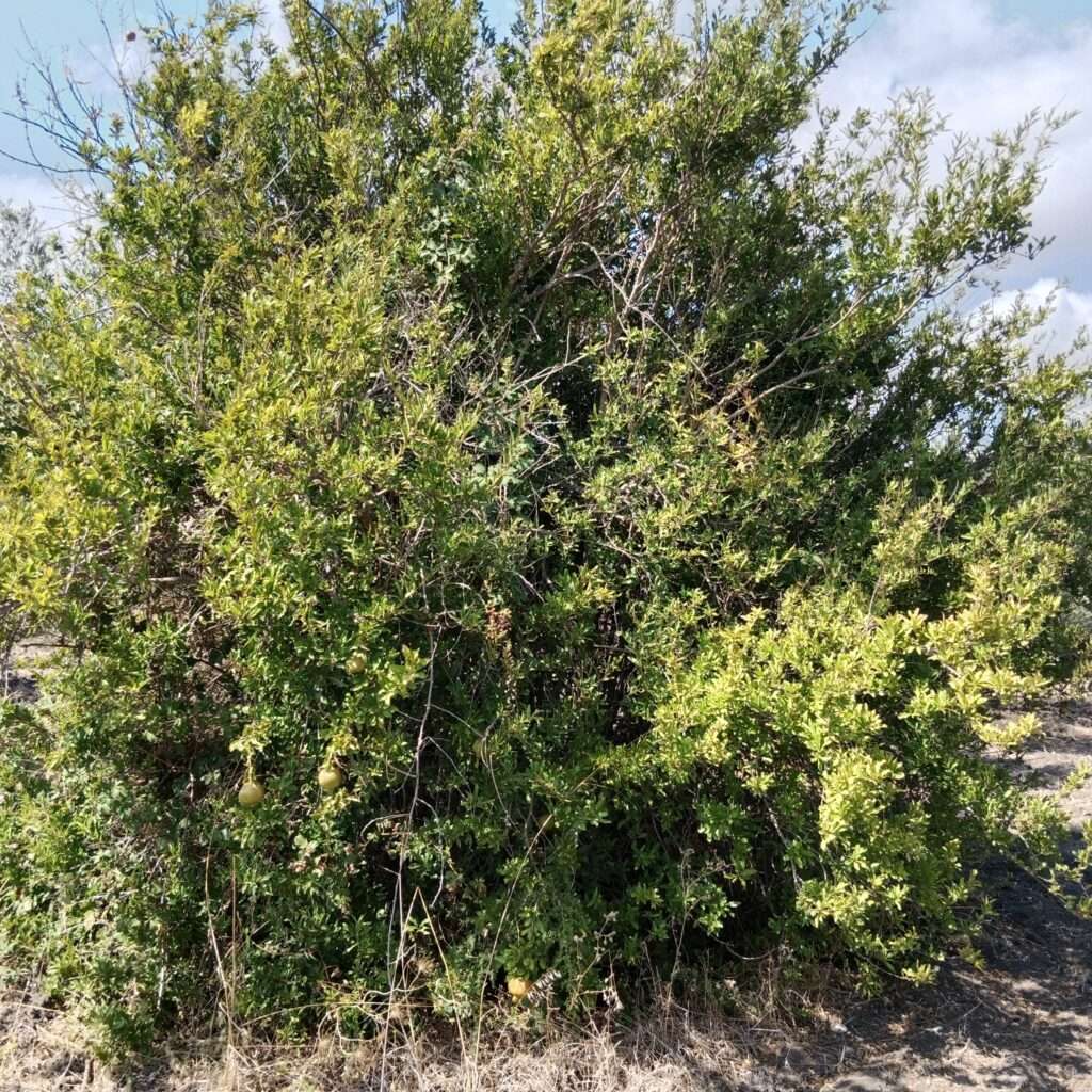 Granatapfelbaum