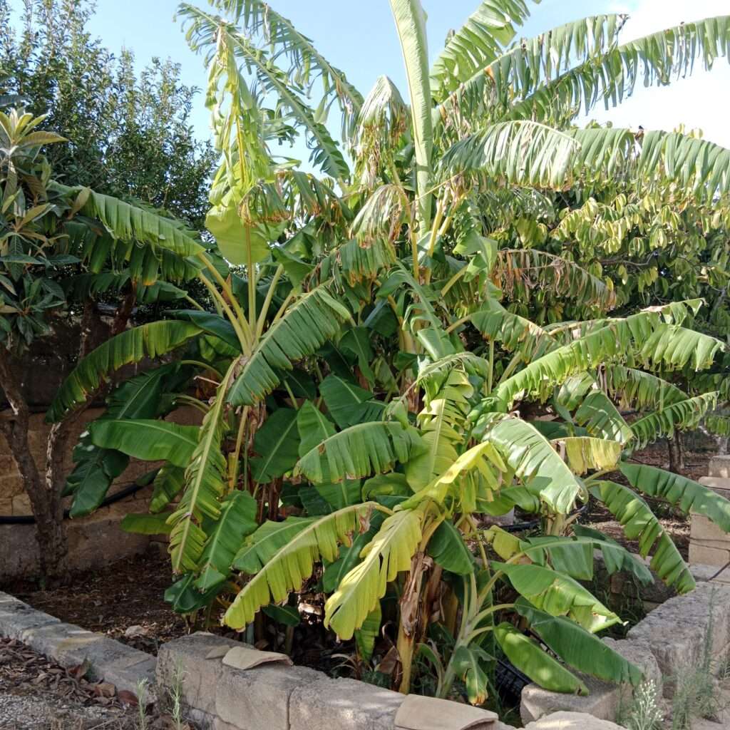 Bananenstauden