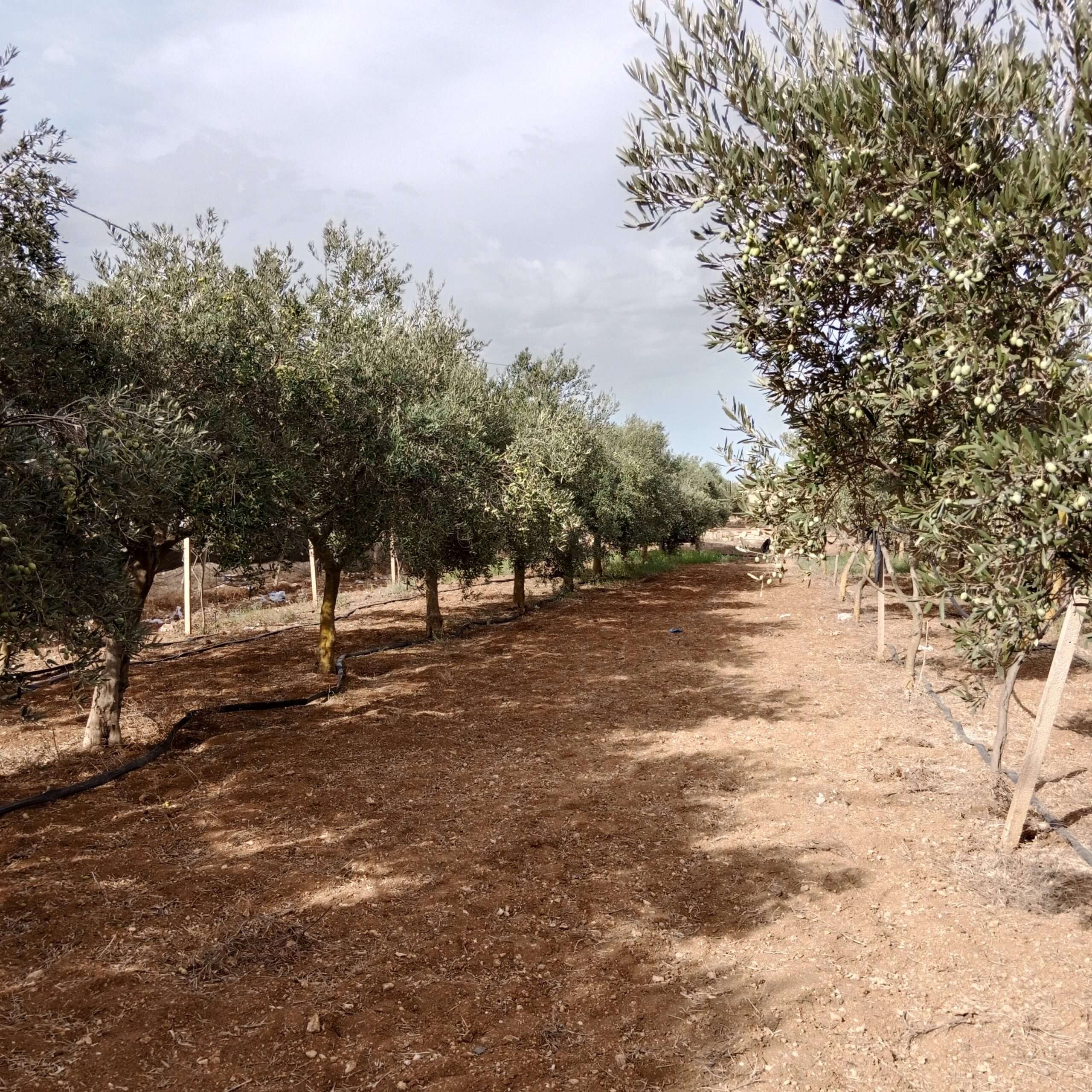Olivenhain mit 50 Olivenbäumen in Marsala