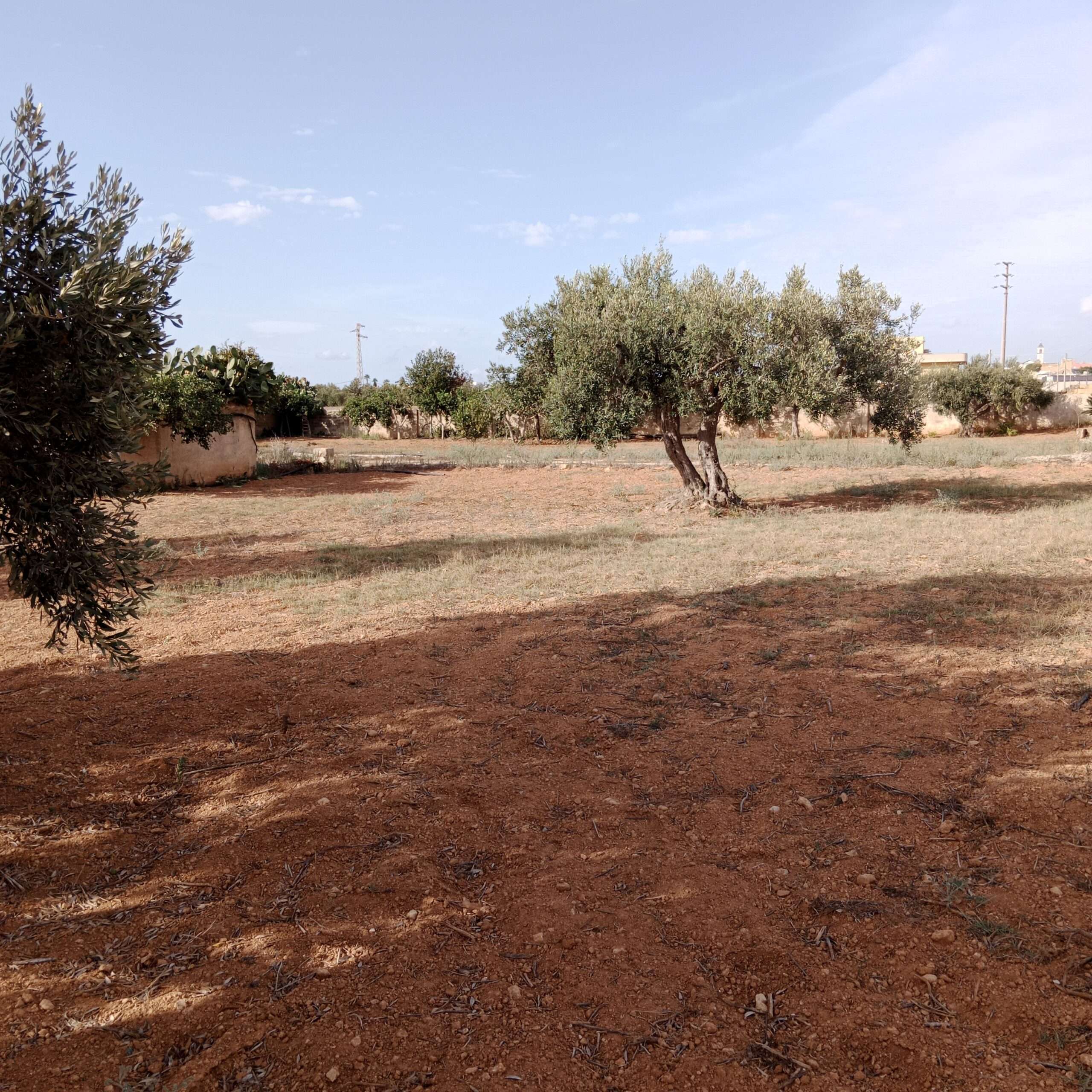 Bauplatz für Gewerbeobjekt mit vielen Obstbäumen in Marsala