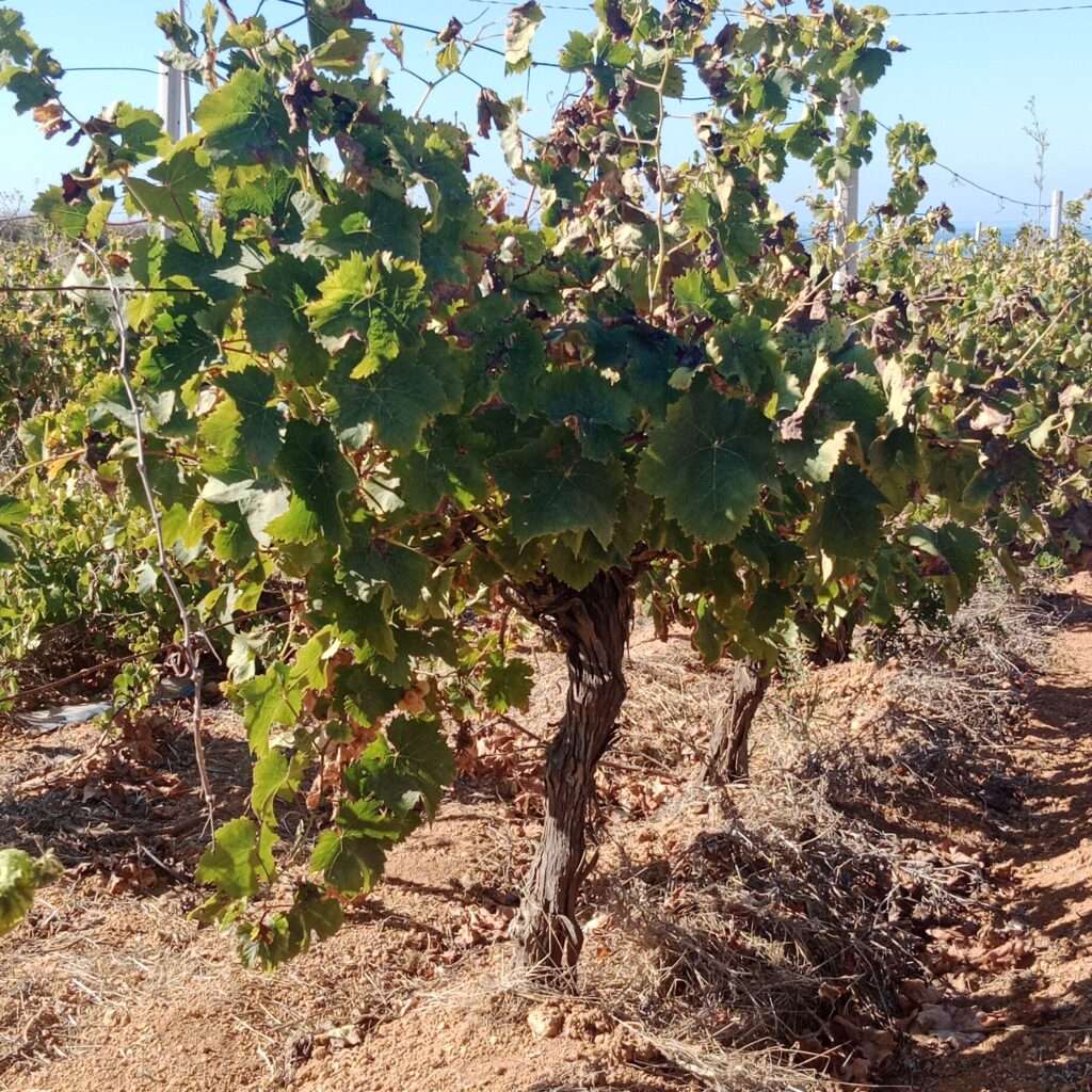 Weinrebe