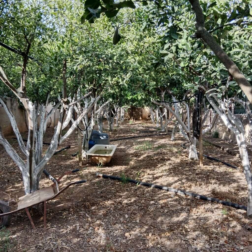 Zitrusgarten