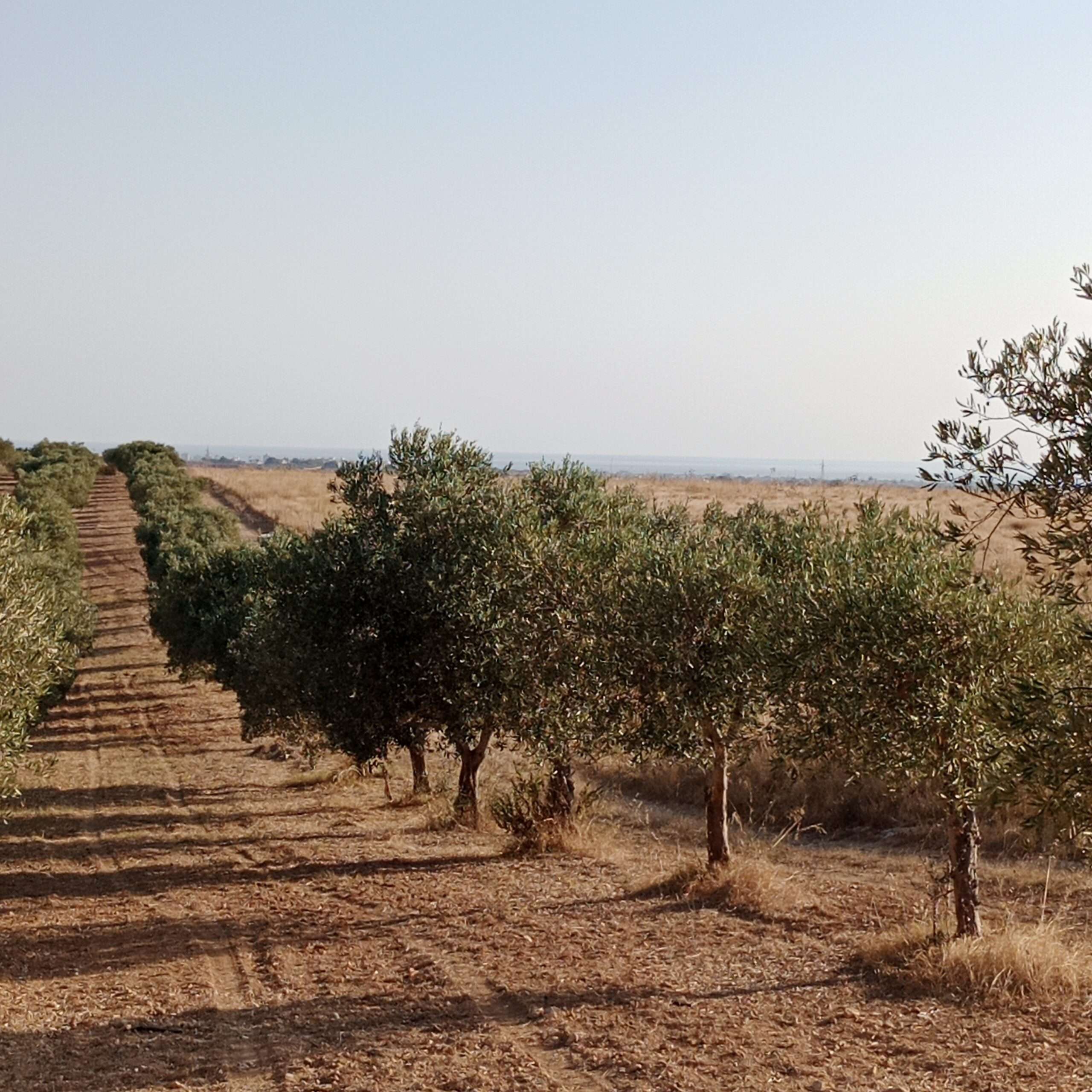 Gro&szlig;er Olivenhain mit Freifl&auml;chen in Mazara del Vallo