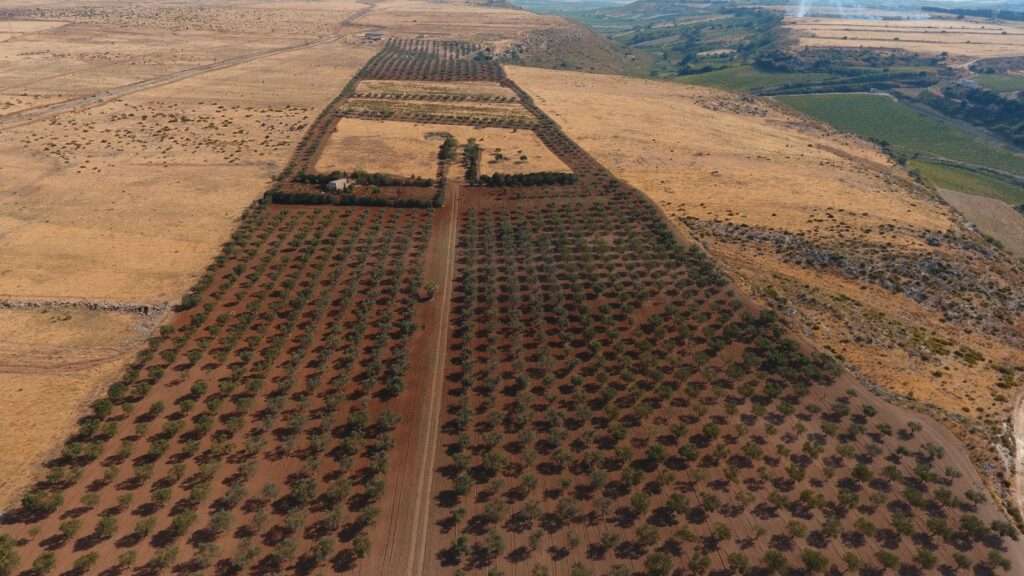 Großer Olivenhain mit Freiflächen in Mazara del Vallo