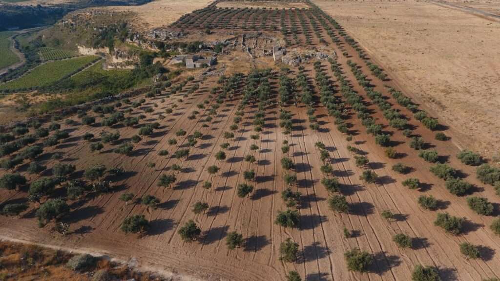 Großer Olivenhain mit Freiflächen in Mazara del Vallo