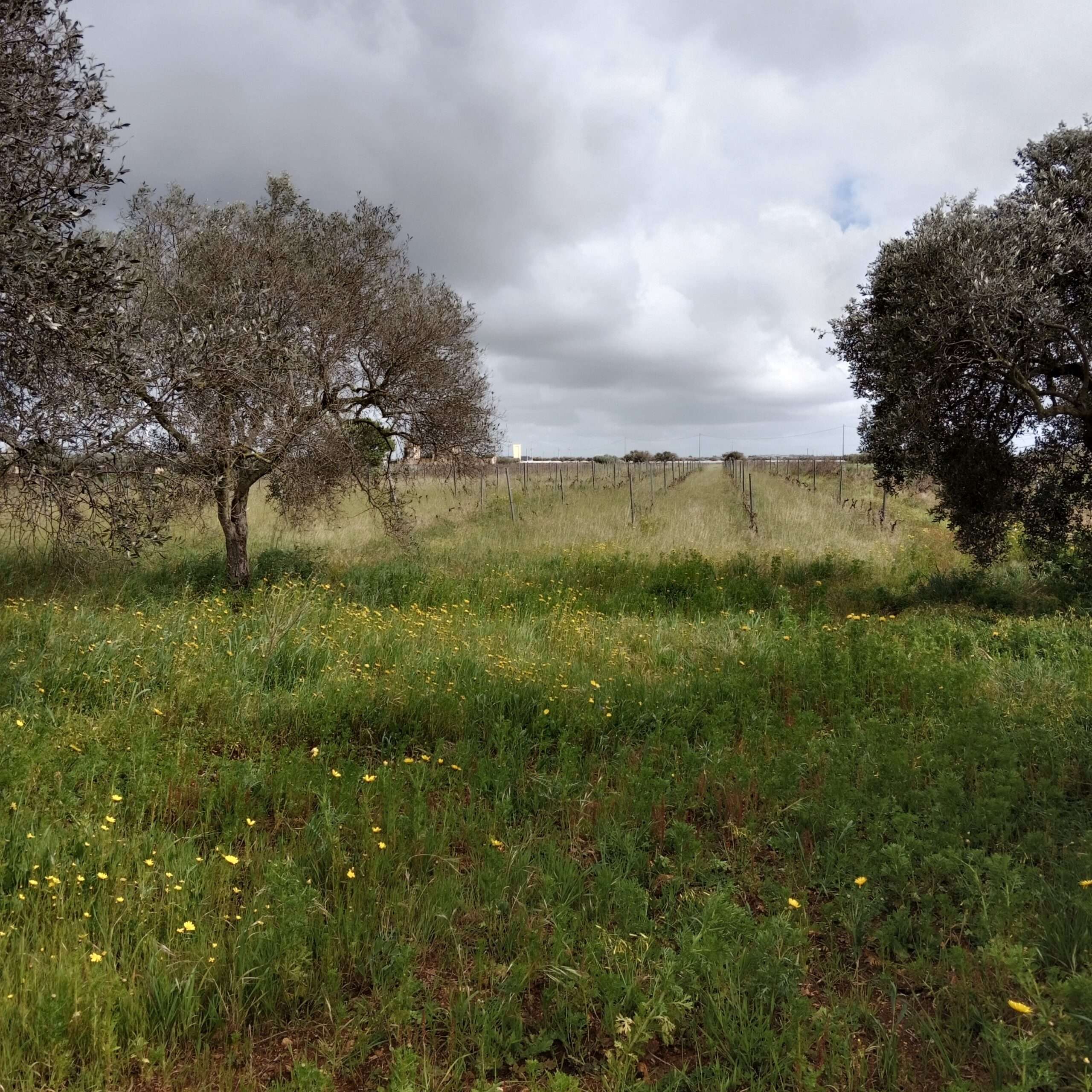 Landwirtschaftliches Grundst&uuml;ck mit Olivenb&auml;umen und Baum&ouml;glichkeit in Petrosino