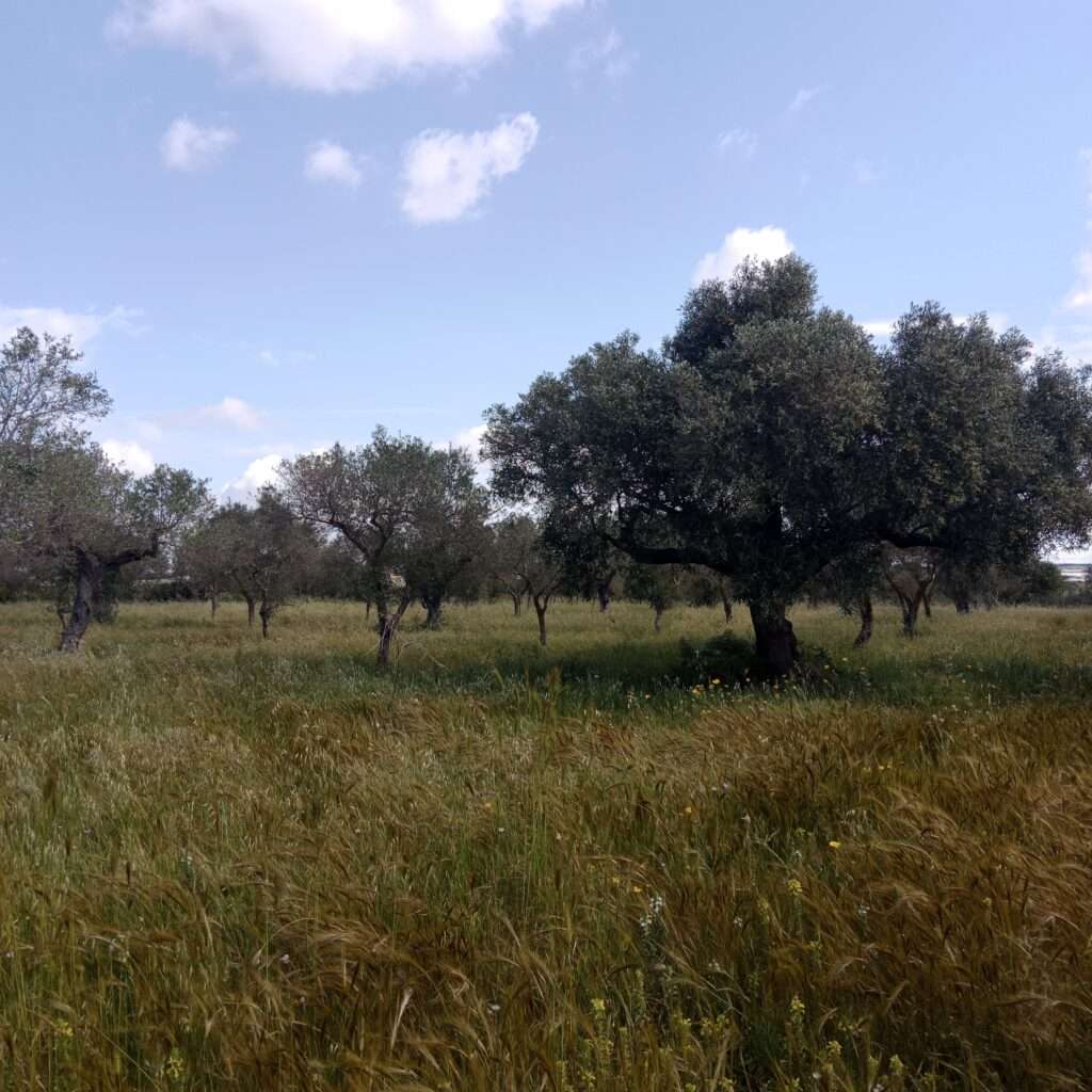 Olivenbäume