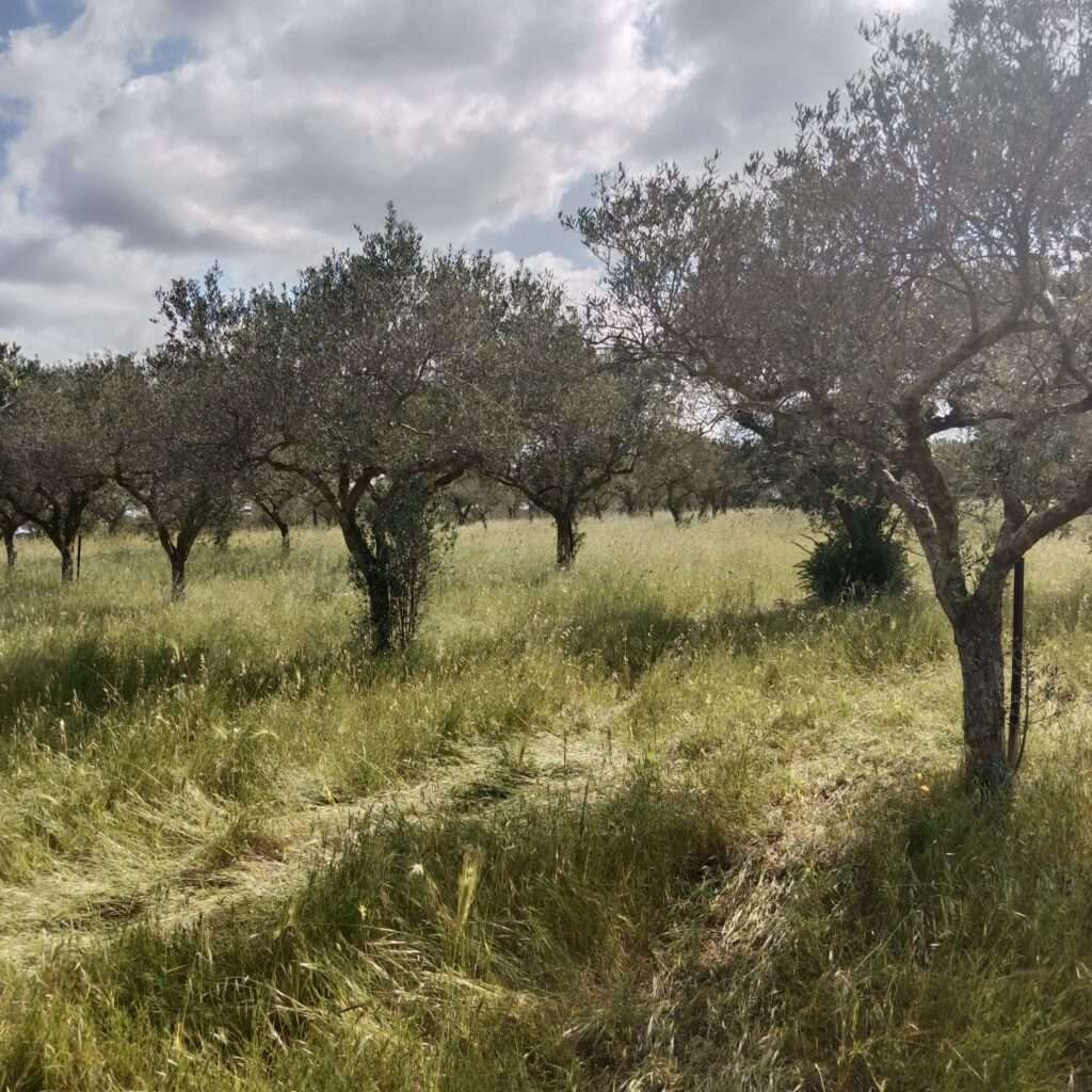 Olivenbäume