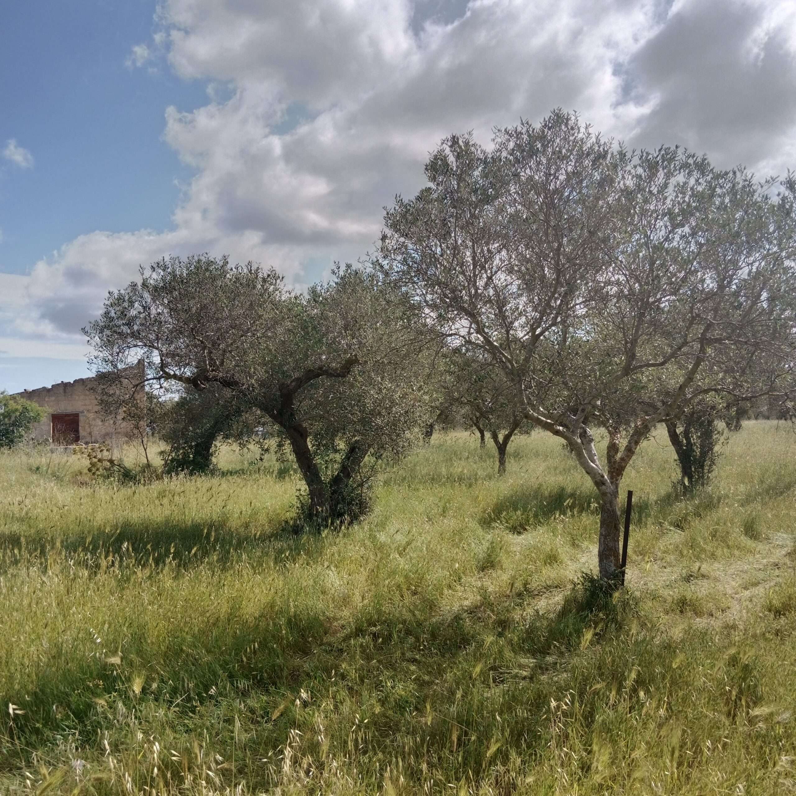 Olivenhain mit 600 B&auml;umen in Petrosino f&uuml;r wenig Geld