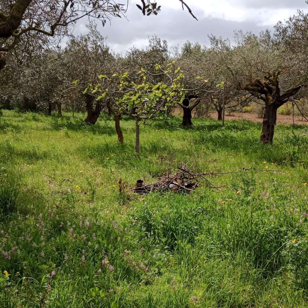 Olivenhain