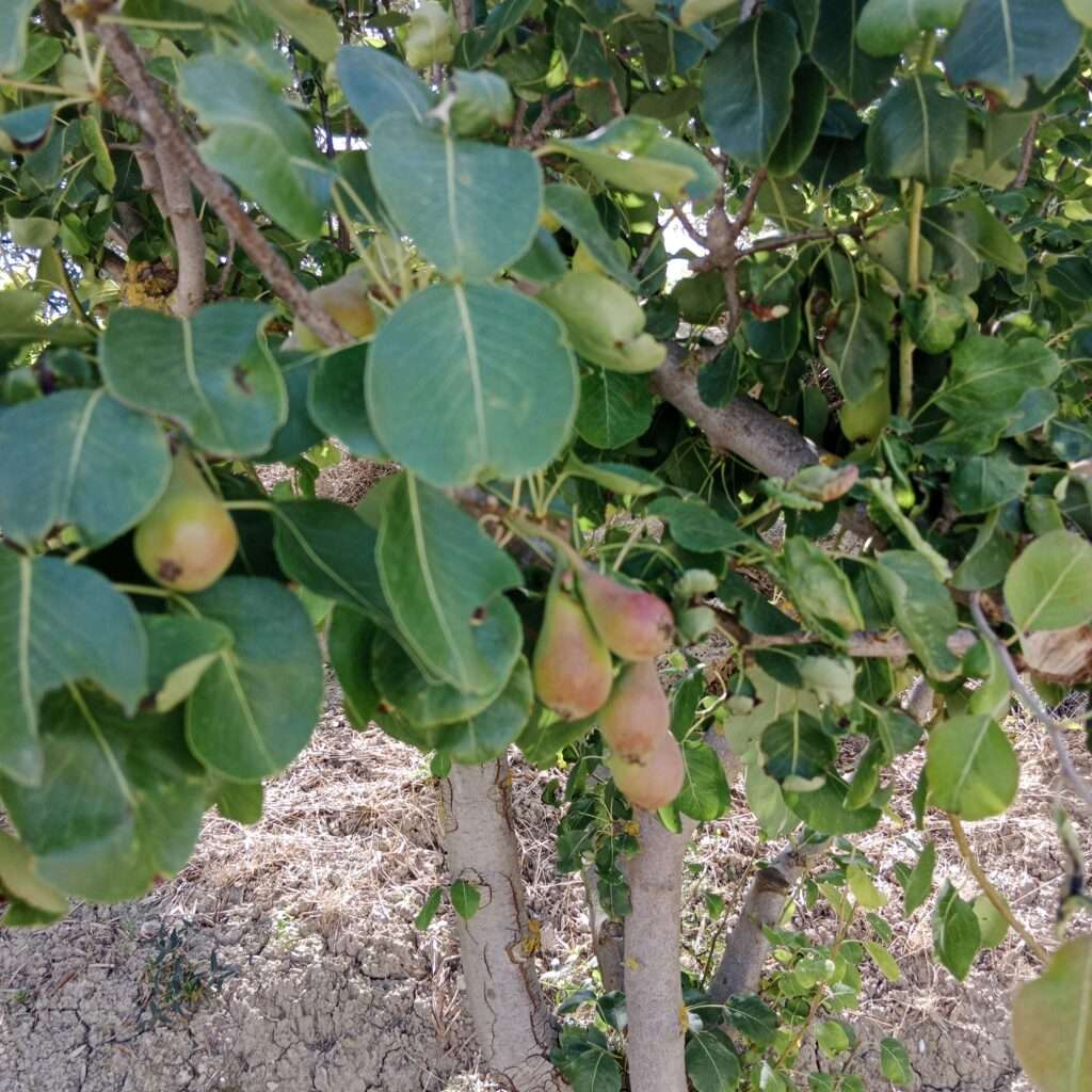 Birnbaum