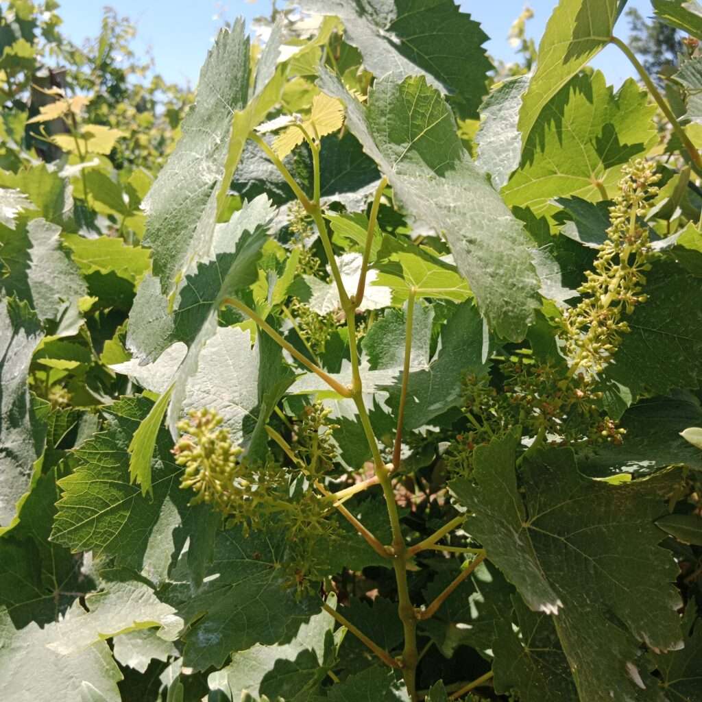 Blüte